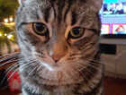Beloved Phoebe is Lost, Please Help! Leatherhead. £100 REWARD.