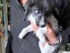 Bearded Bedlington greyhound x blue merle collie puppies vaccinated and wormed