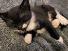 2 black and white kittens left