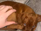 Gorgeous puppy dogue de Bordeaux