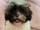 4 shih tzu puppies available