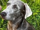 Silver lab, 6 months old, beautiful dog