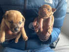 Beautiful Jack Russell wenlock puppies