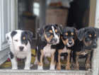 Alapaha blue blood bulldog cross belgian malinous puppies for sale