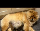 Kc registered chow chow puppies