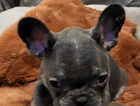 French bulldog puppies