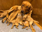 Fox red Labrador pups- health tested parents