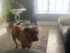 Gorgeous 1 year old old tyme bulldog