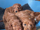 Health tested Red cockerpoo girl puppies