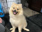 7 month old pomeranian puppy for sale