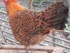 Chicken Purebreeds POL