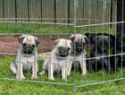 Kc pug puppies ready 19th may