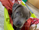 2 stunning kc registered staffordshire Bull Terrier mole and female available.