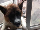Elsa American akita
