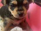 Female chorkie puppy for sale
