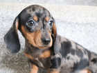 Miniature dachshund KC registered *one boy left*