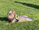 1 year old new shade isabella French bulldog