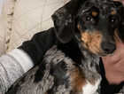 Dachshund puppies