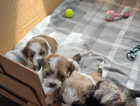 Beautiful TeddyBear puppies for sale 2 girls and 2 boys