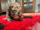 Chocolate merle Cockerpoo puppys