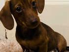 Kc registered miniature dachshund puppy(girl)