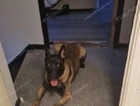 Belgian malinois