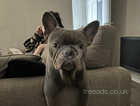 Bruno The Frenchie