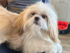 *** SOLD *** Hendrix - Gorgeous 11 Month Old Gold & White Male Shih Tzu