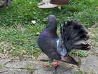 Fancy pigeons