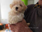 Tibetan Terrier Dogs And Puppies In Wales Find Puppies And Dogs At Freeads In Wales S 1 Classified Ads