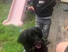 Cocker spaniel