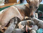Beautifully marked blue and party colour whippet pups