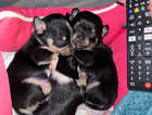 Chihuahua puppies 3 available