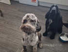 F1 Chocolate merle cockerpoo dog