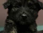 1 male left out of 8 beautiful German shepherd pups due to time wasters...
