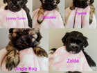 LAST GIRL REMAINING, READY TO LEAVE, Gorgeous Shih Tzu Pup