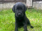 Labradors for sale