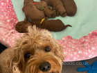 Family bred F2 cavapoos