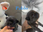 L1 fluffy carrier French bulldog puppies
