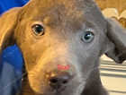 Chocolate silver labradors