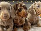 Beautiful litter of miniature dachshunds