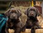 Outstanding chocolate Labrador puppies