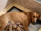 Fox Red KC Puppies For Sale