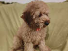 Kc registered miniature poodle GIRL