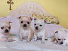 4 BABY CHIHUAHUAS   FOR SALE