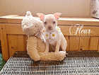 KC Tiny Chihuahua Pups,  White,  Chocolate, ready now