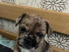 French bulldog puppies
