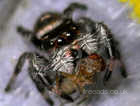 Phidippus Regius jumping spiders