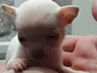 Tiny white female chihuahua,