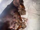 My beautiful dachshunds !!